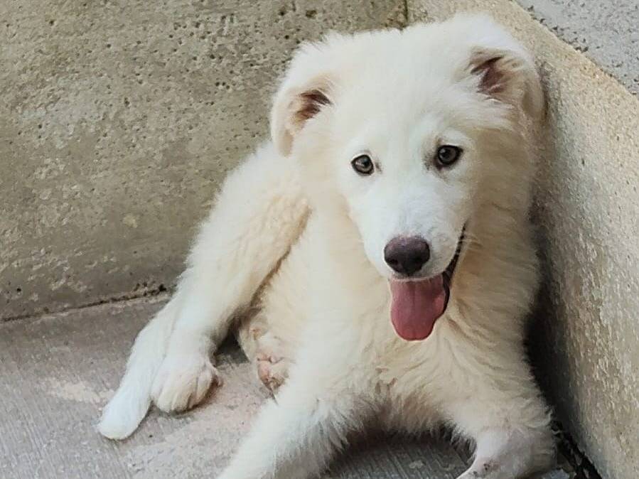 Vuoi adottare un cane a Latina?