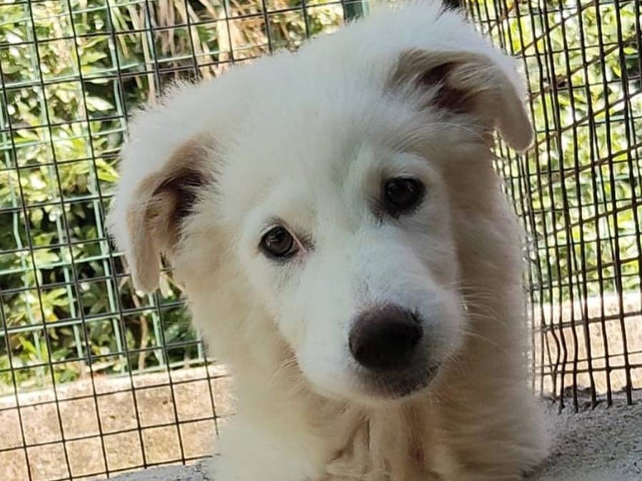 Adotta il cane Leonida a Latina