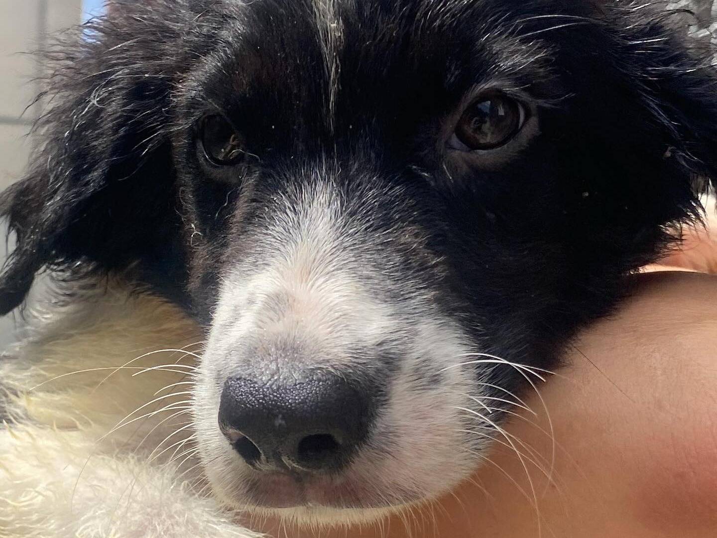 Vuoi adottare un cane a Latina?