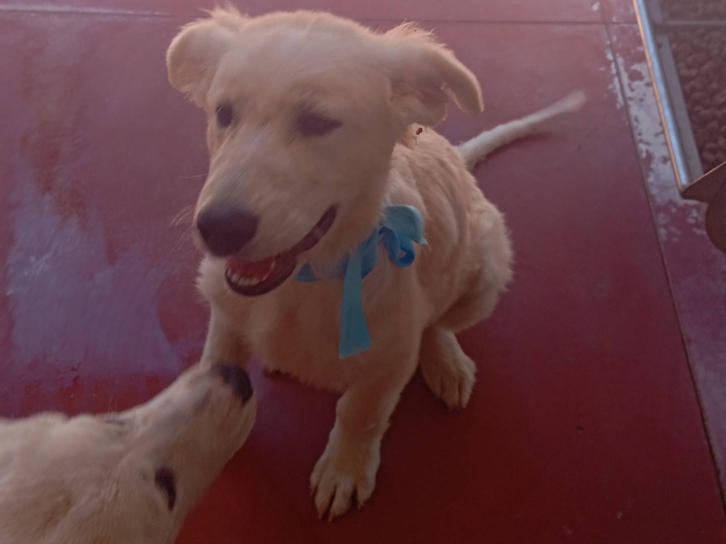 Adozione cane, maschio, Pastore maremmano Razza sconosciuta, 3 mesi, taglia media, Viterbo
