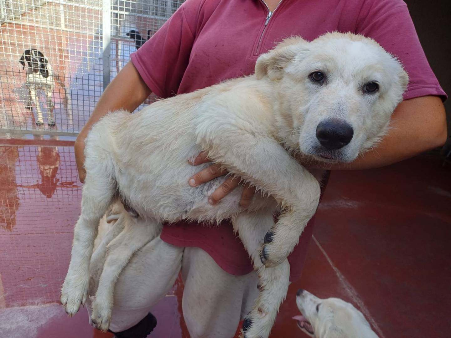 Adotta un cane, maschio, 3 mesi, Viterbo