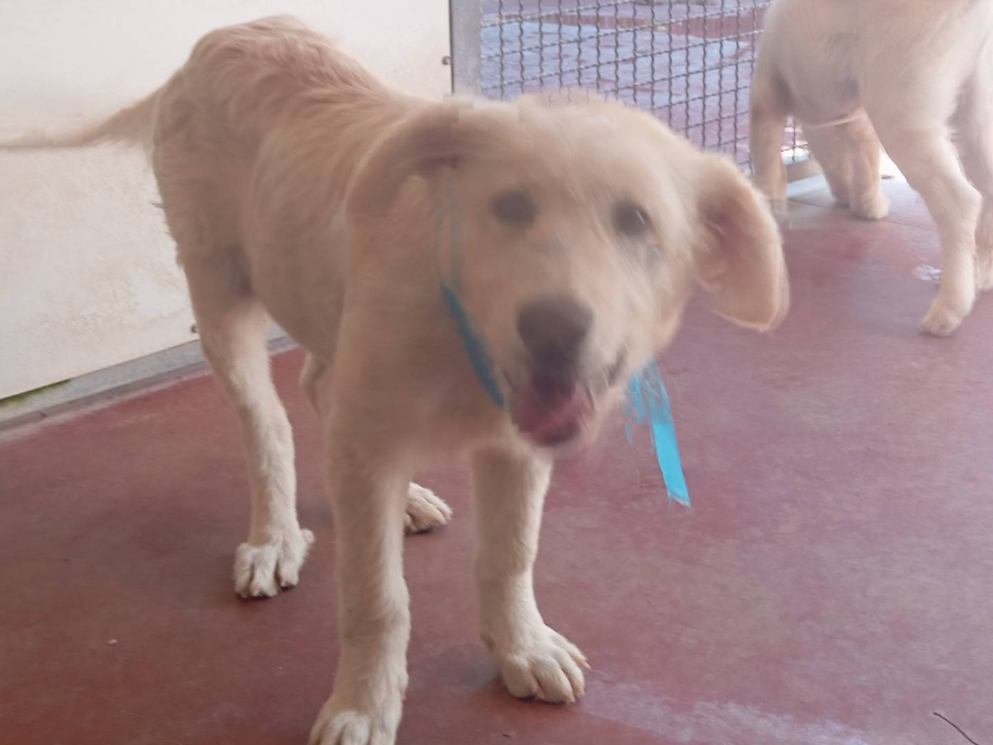 Vuoi adottare un cane a Viterbo?