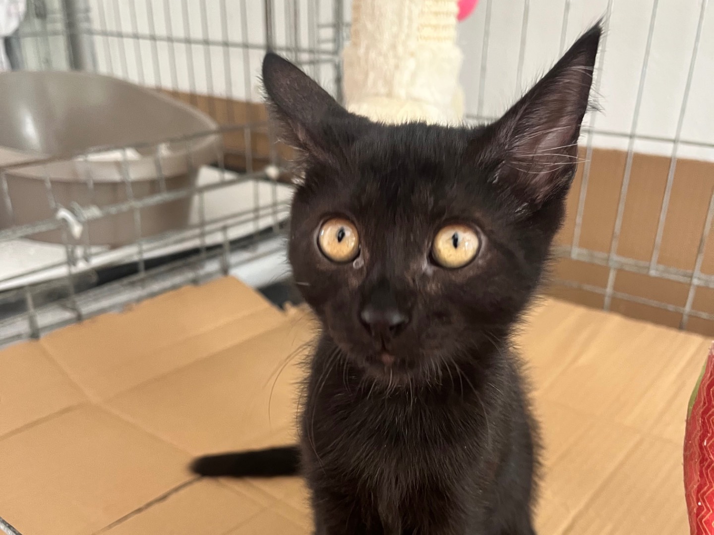 Adozione gatto, maschio, Razza sconosciuta Razza sconosciuta, 2 mesi, taglia non valida, Padova