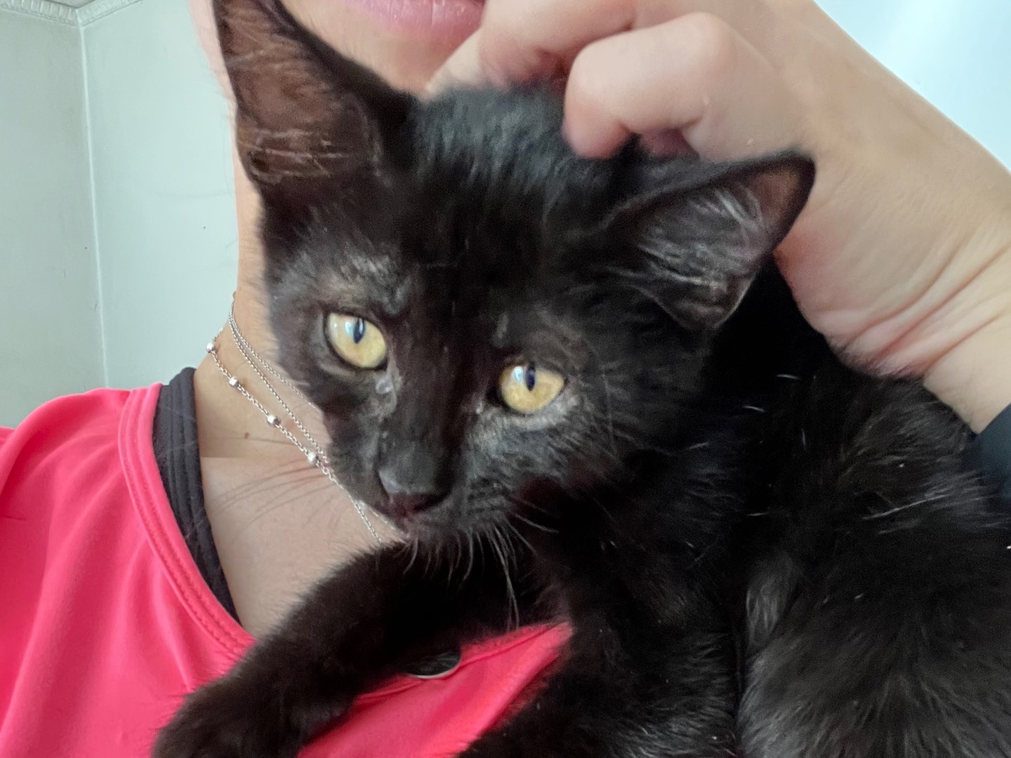 Adotta un gatto, maschio, 2 mesi, Padova