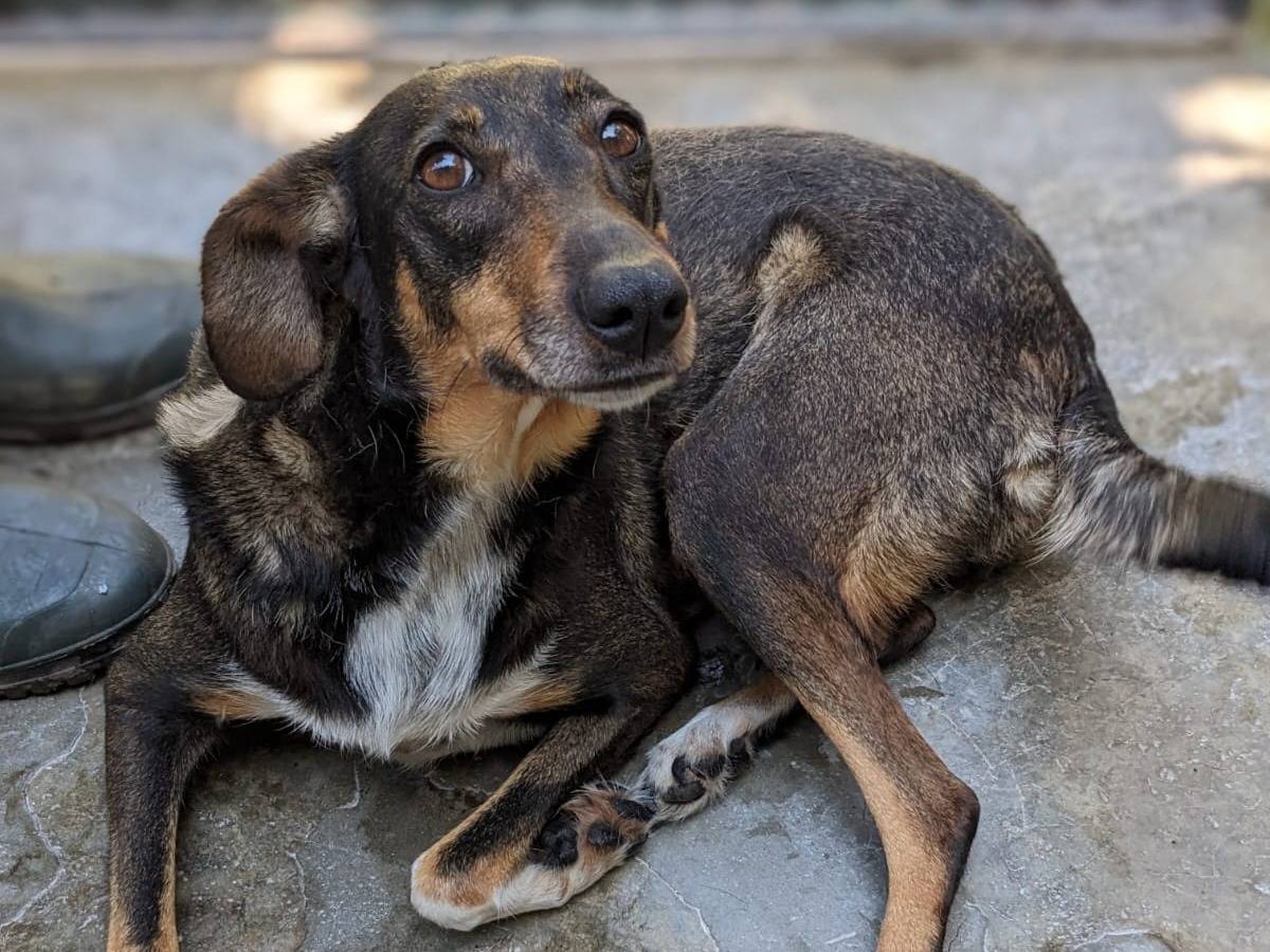Adozione cane, femmina, Segugio Razza sconosciuta, 2 anni e 5 mesi, taglia media, Caserta