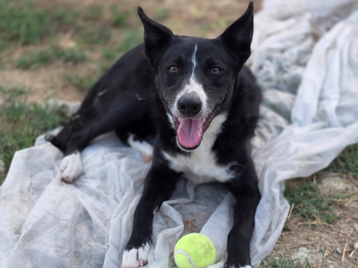 Adotta un cane, femmina, 1 anno, Pescara