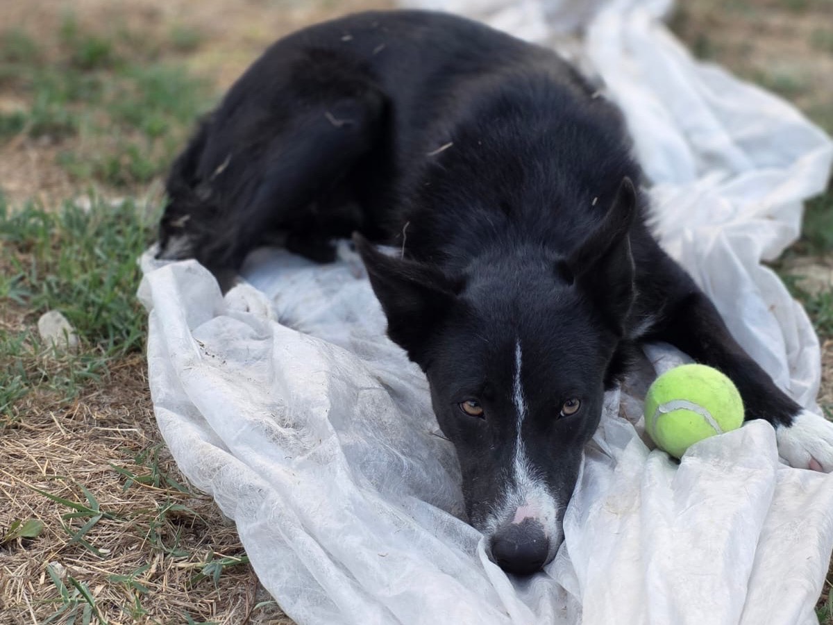 Adotta un cane, taglia media, femmina, Pescara