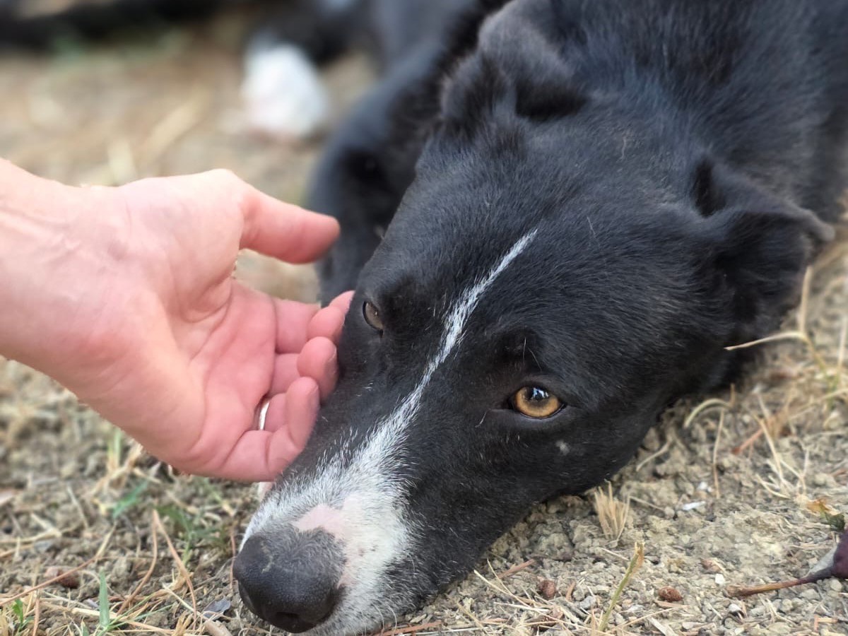 Vuoi adottare un cane a Pescara?