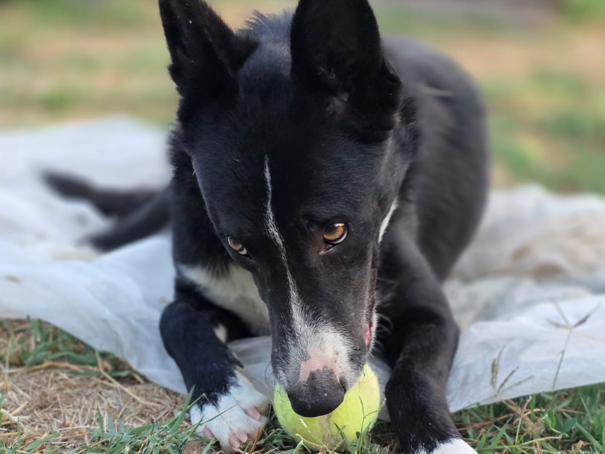Adotta il cane Mia  a Pescara