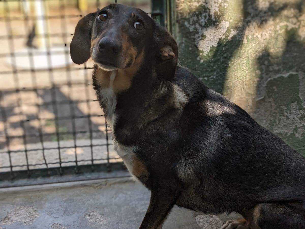 Adotta un cane, femmina, 2 anni e 5 mesi, Caserta