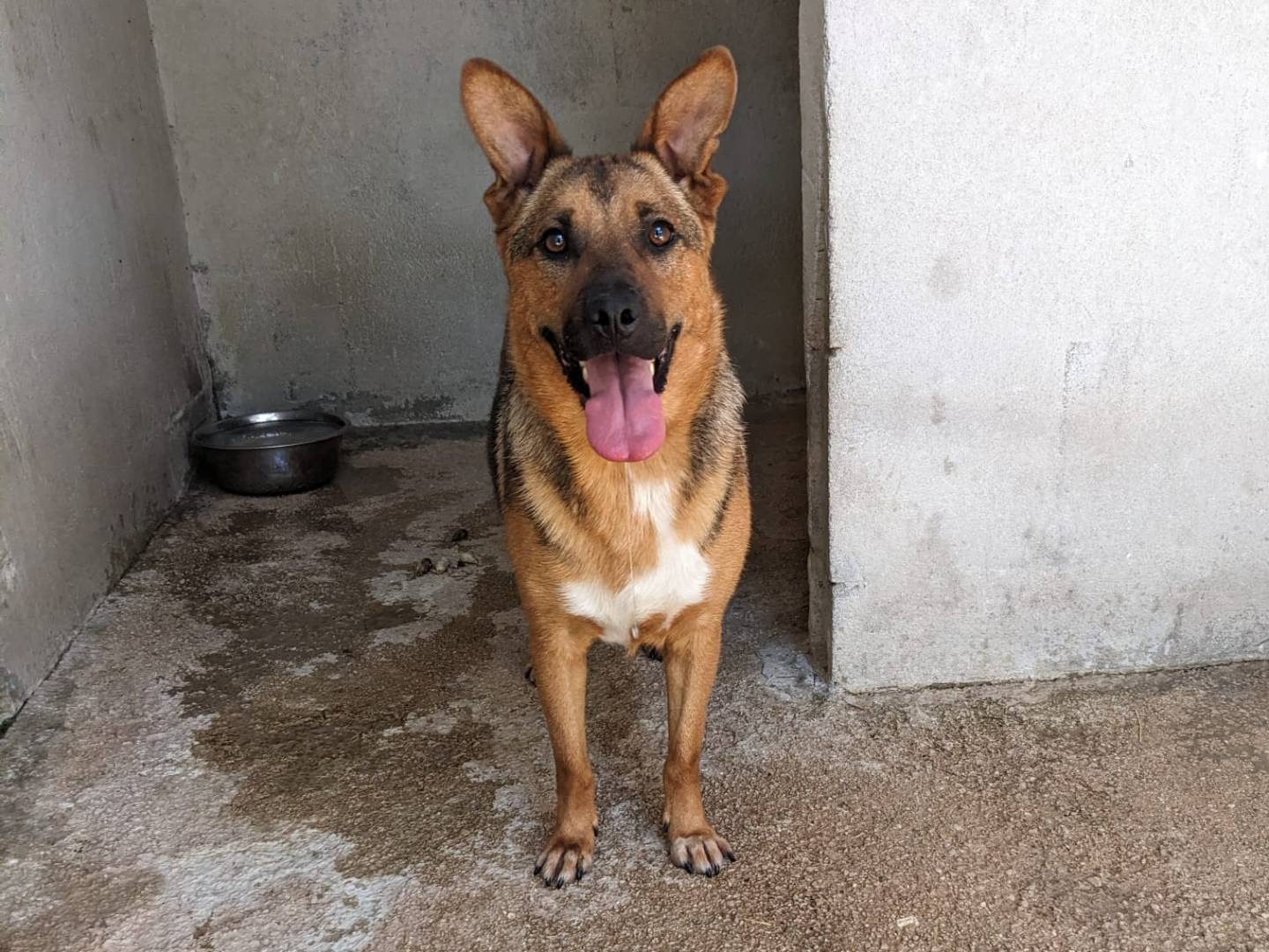 Adotta un cane, maschio, 3 anni e 1 mese, Caserta