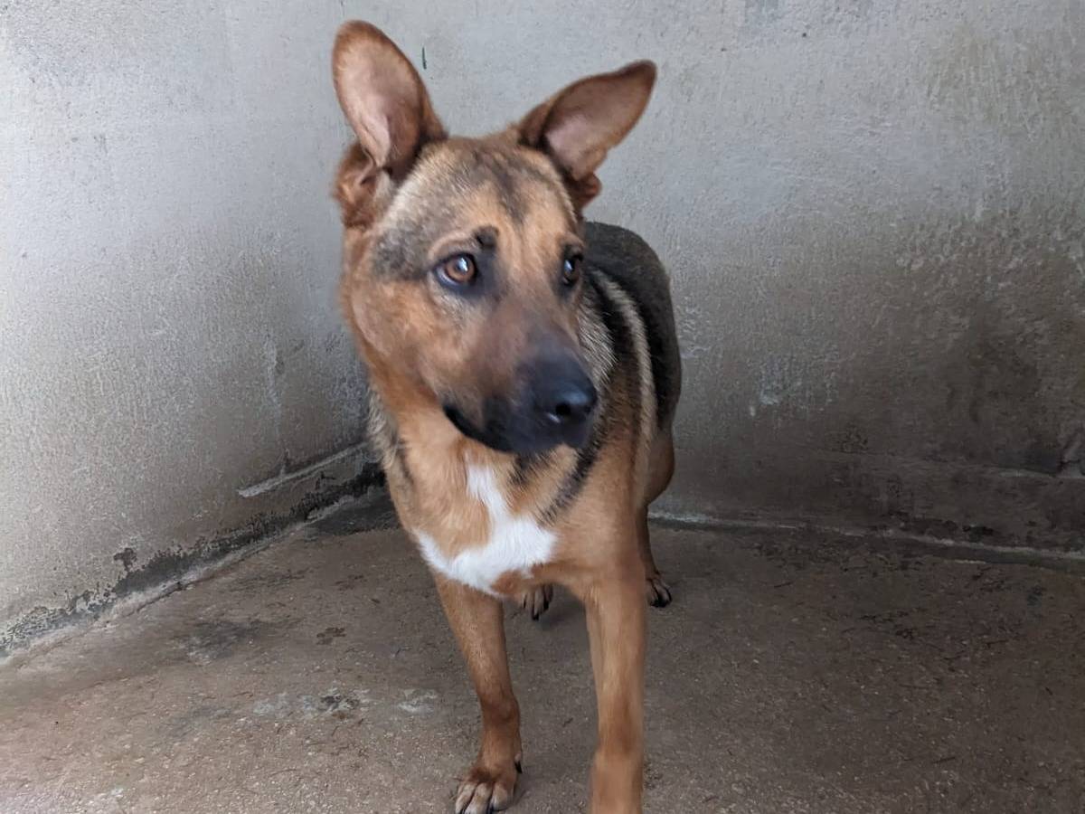 Adotta un cane, taglia media, maschio, Caserta