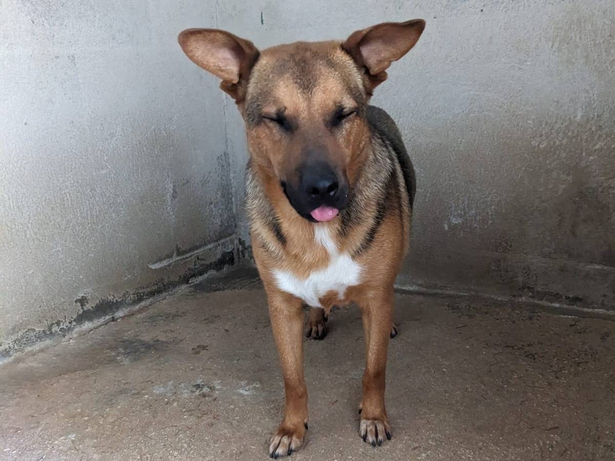Vuoi adottare un cane a Caserta?