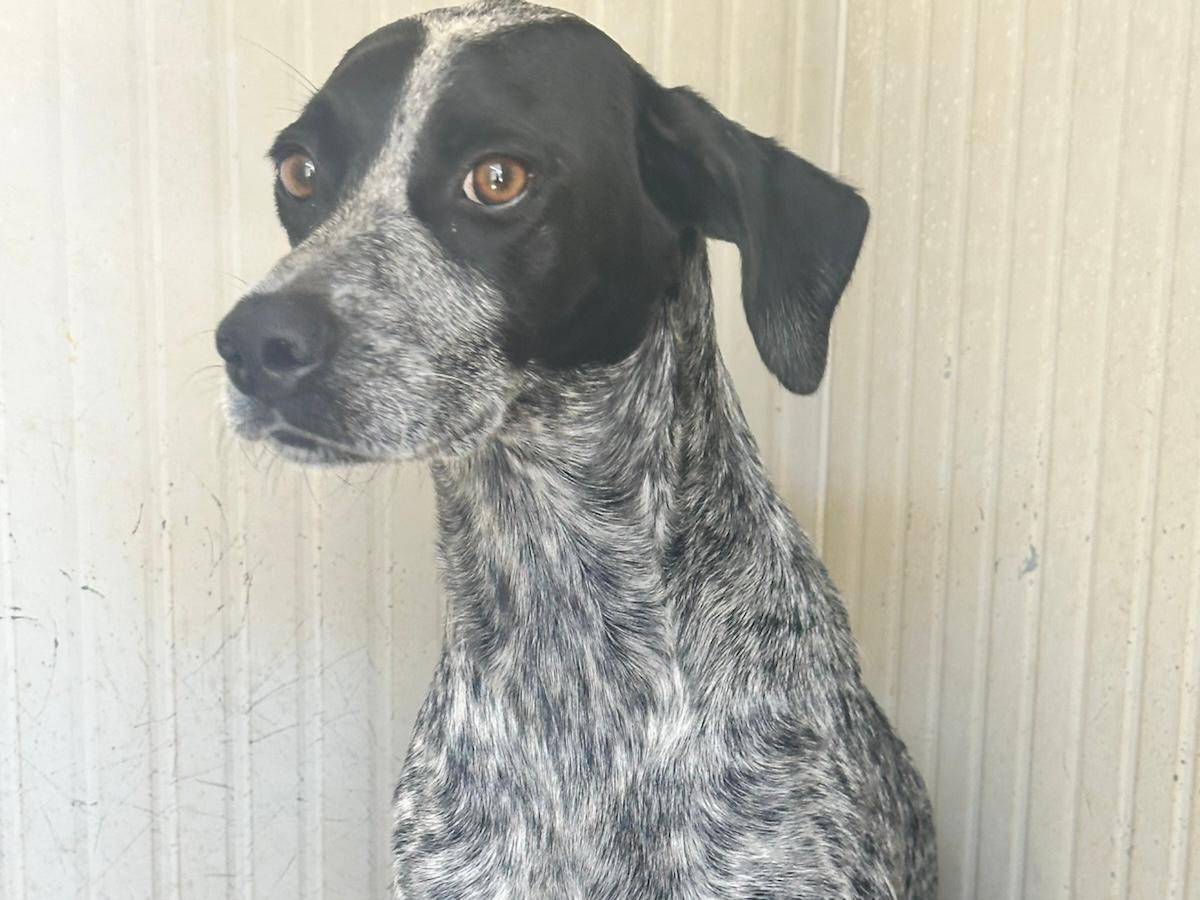 Vuoi adottare un cane a Trapani?