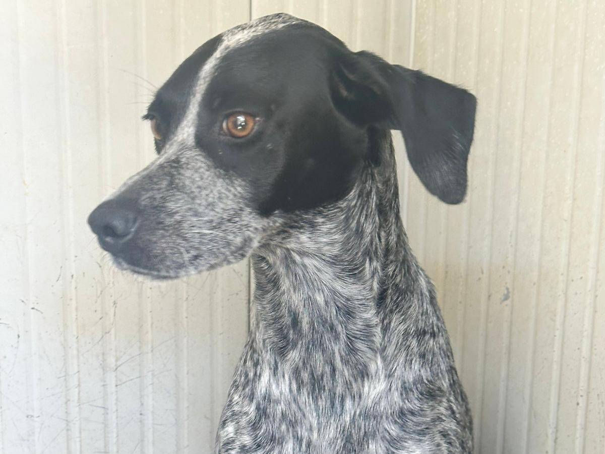 Adotta il cane Alma a Trapani