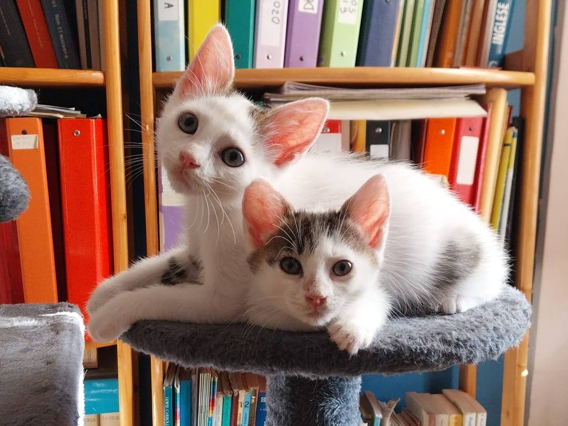 Adozione gatto, femmina, Razza sconosciuta Razza sconosciuta, 2 mesi, taglia non valida, Viterbo