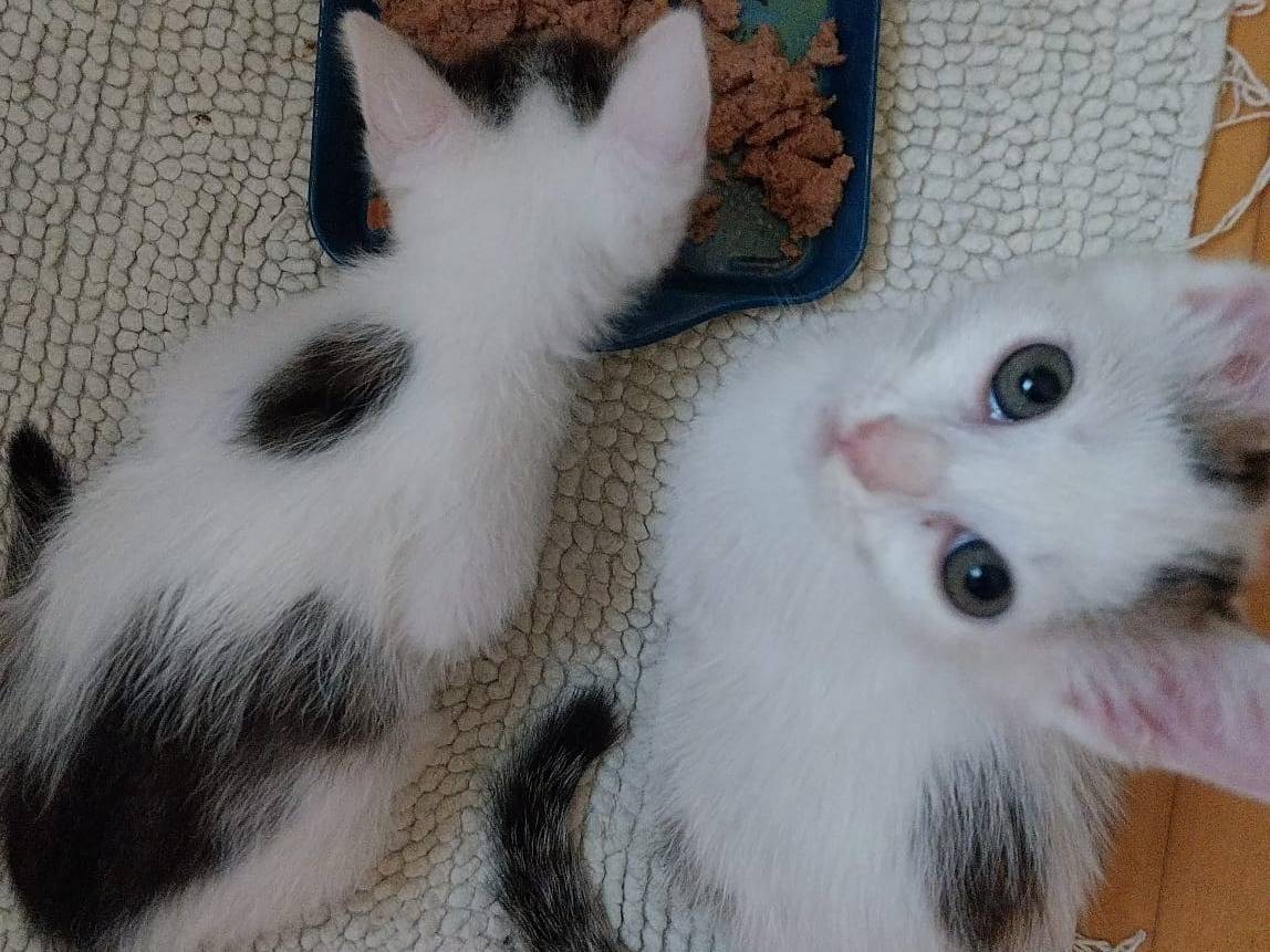 Adotta un gatto, taglia non valida, femmina, Viterbo