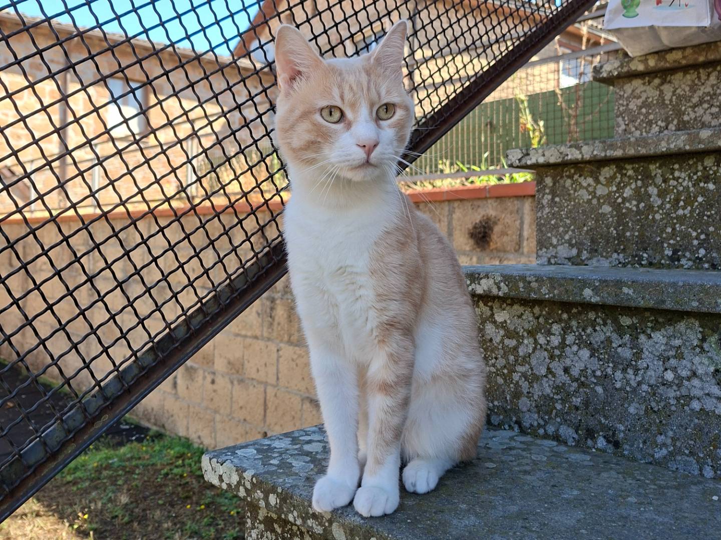 Adozione gatto, maschio, Razza sconosciuta Razza sconosciuta, 4 anni e 1 mese, taglia non valida, Viterbo