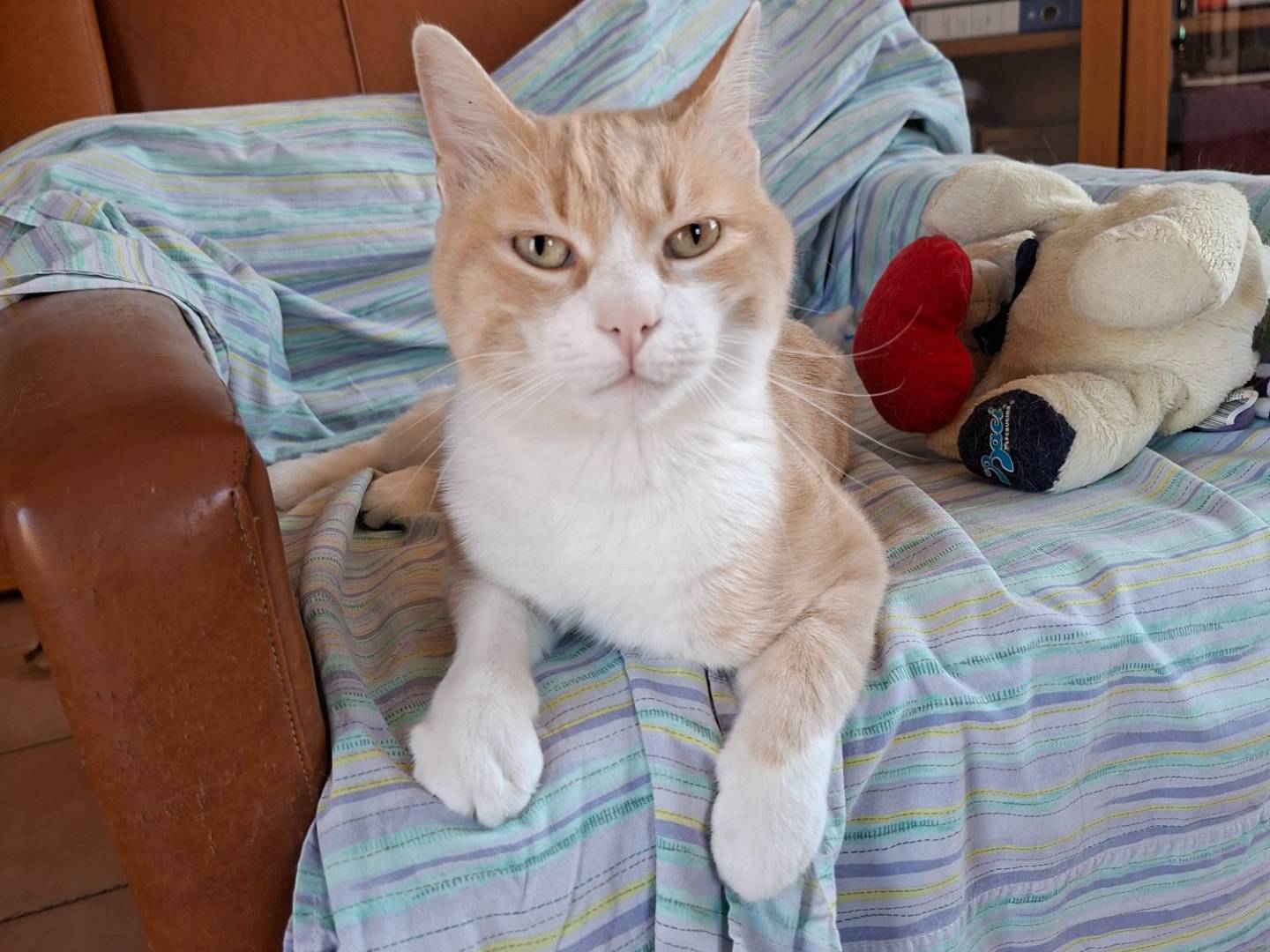 Adotta un gatto, taglia non valida, maschio, Viterbo