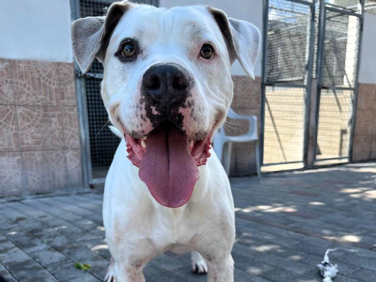 Adotta un cane, maschio, 4 anni e 6 mesi, Milano