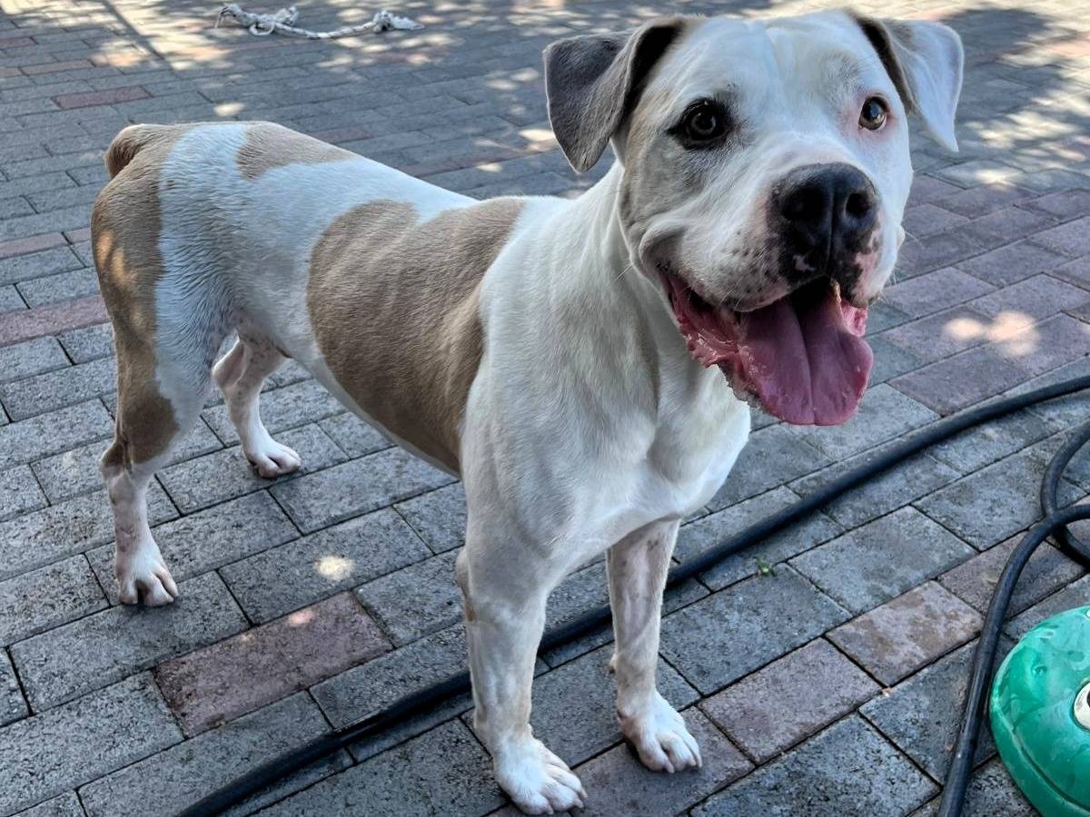 Adotta un cane, taglia media, maschio, Milano