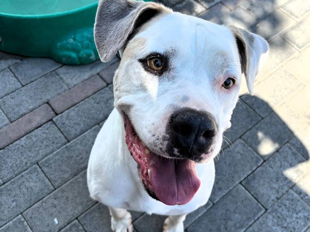 Vuoi adottare un cane a Milano?