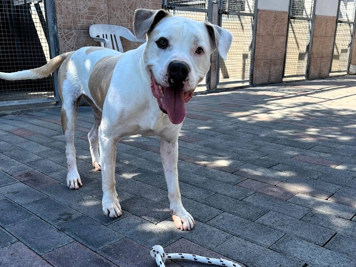 Adotta il cane MAMBO a Milano