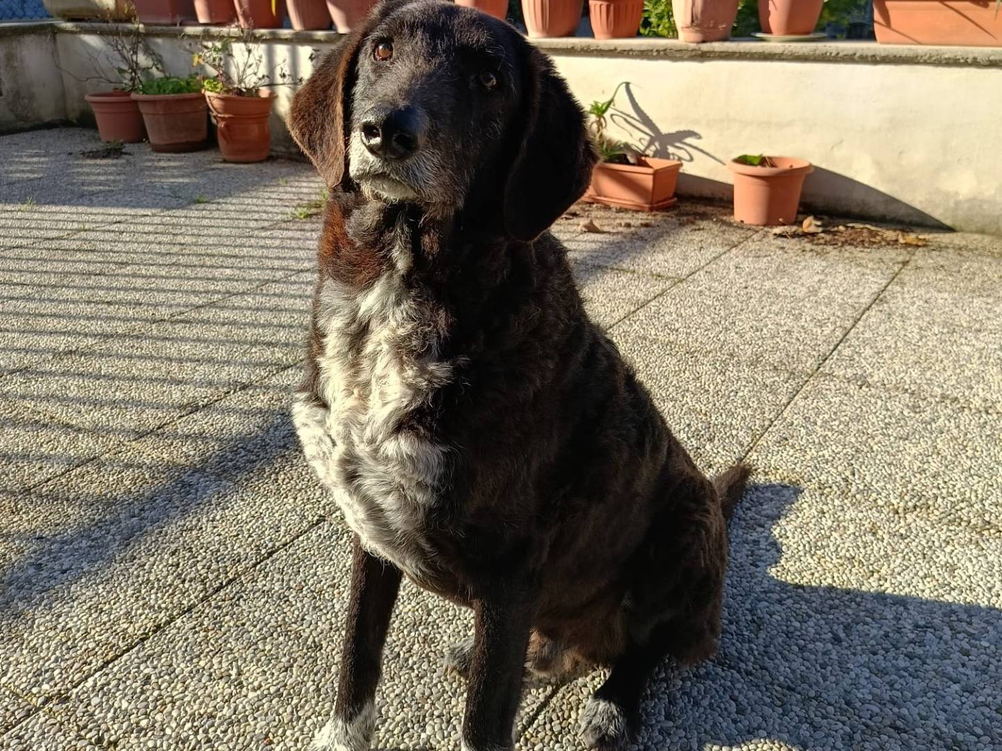 Adotta un cane, taglia media, maschio, Modena