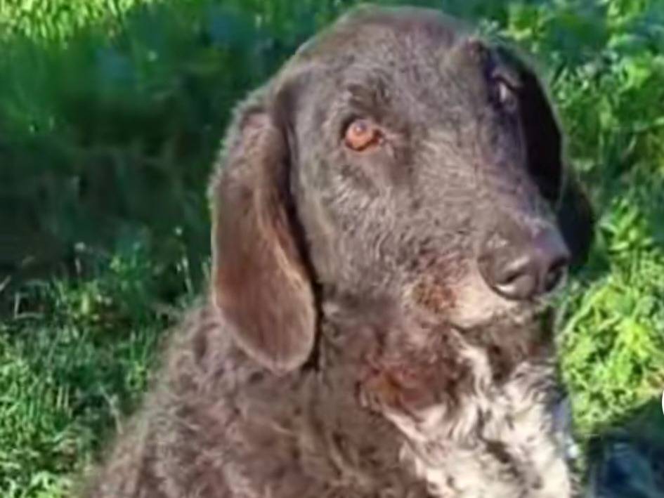 Vuoi adottare un cane a Modena?
