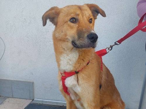 Adozione cane, femmina, Razza sconosciuta Razza sconosciuta, 4 anni e 3 mesi, taglia media, Varese