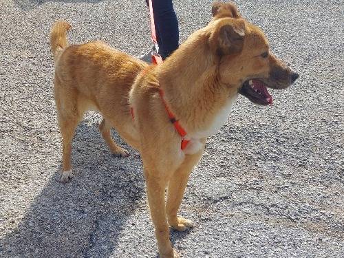Adotta un cane, femmina, 4 anni e 3 mesi, Varese