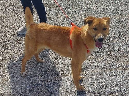 Adotta un cane, taglia media, femmina, Varese