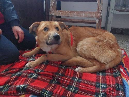 Vuoi adottare un cane a Varese?