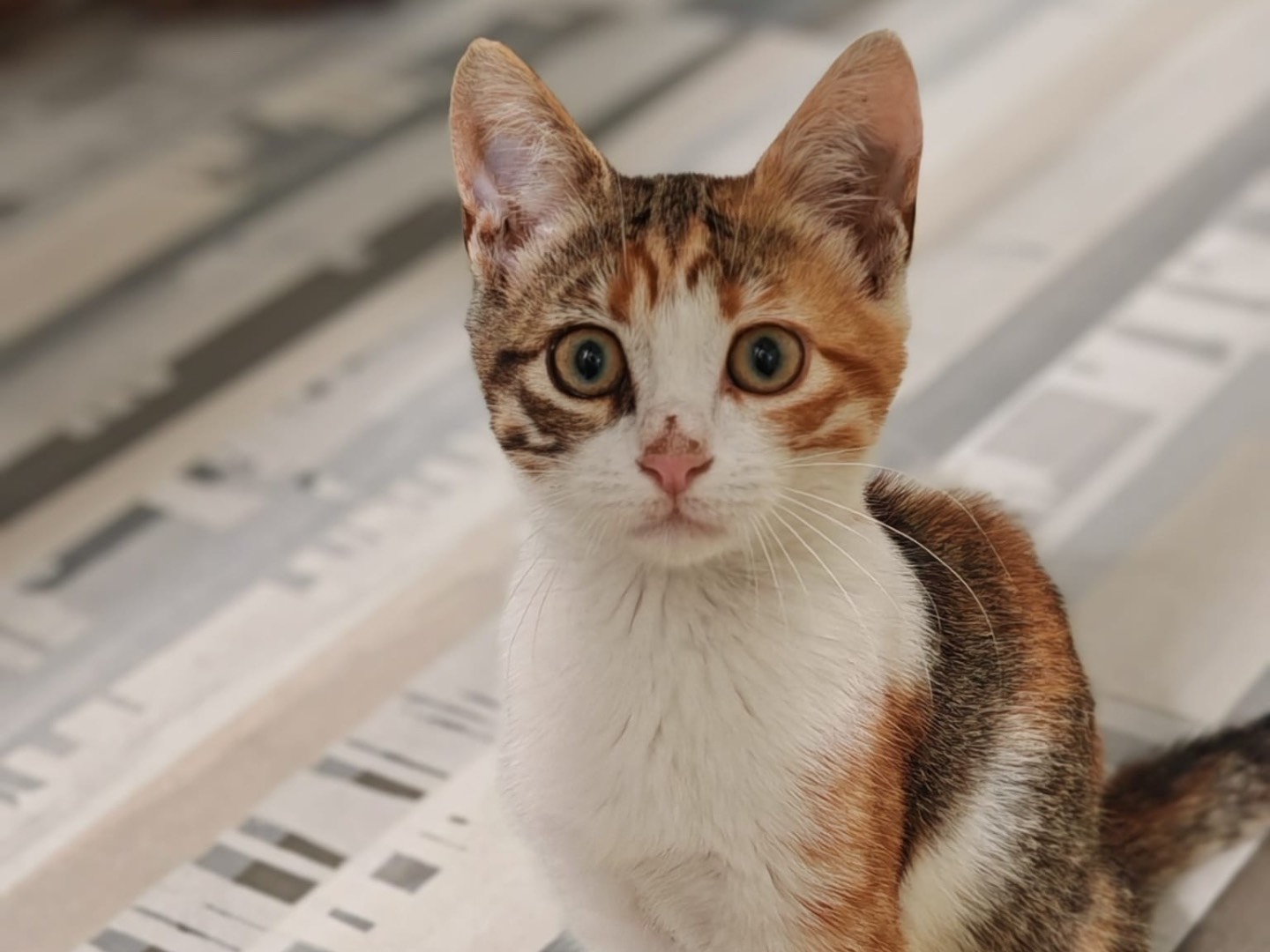 Adozione gatto, femmina, Razza sconosciuta Razza sconosciuta, 3 mesi, taglia non valida, Benevento