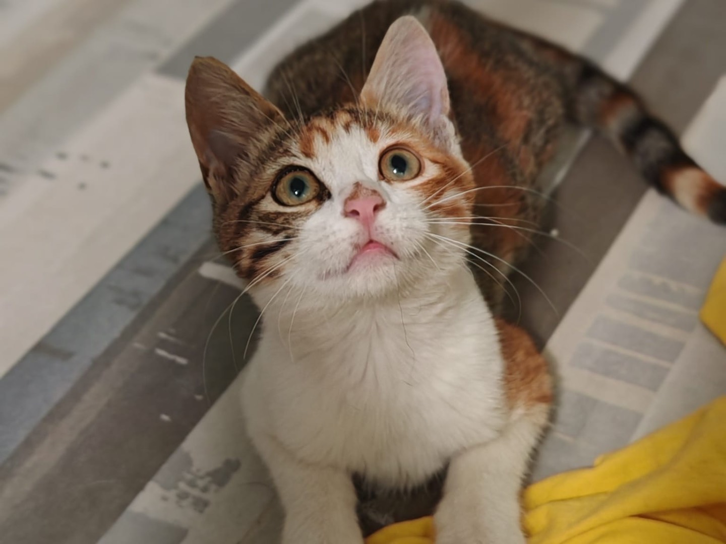 Vuoi adottare un gatto a Benevento?