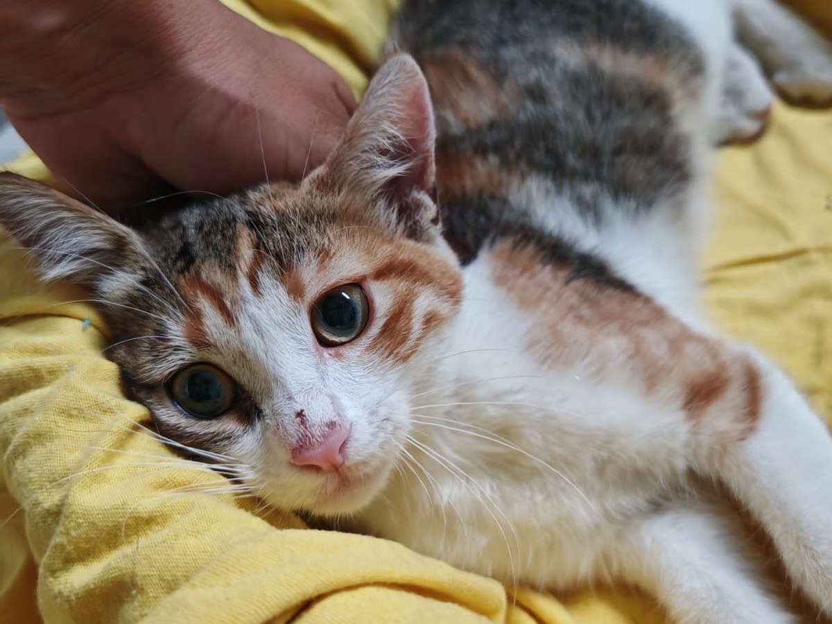 Adotta il gatto Beatle  a Benevento