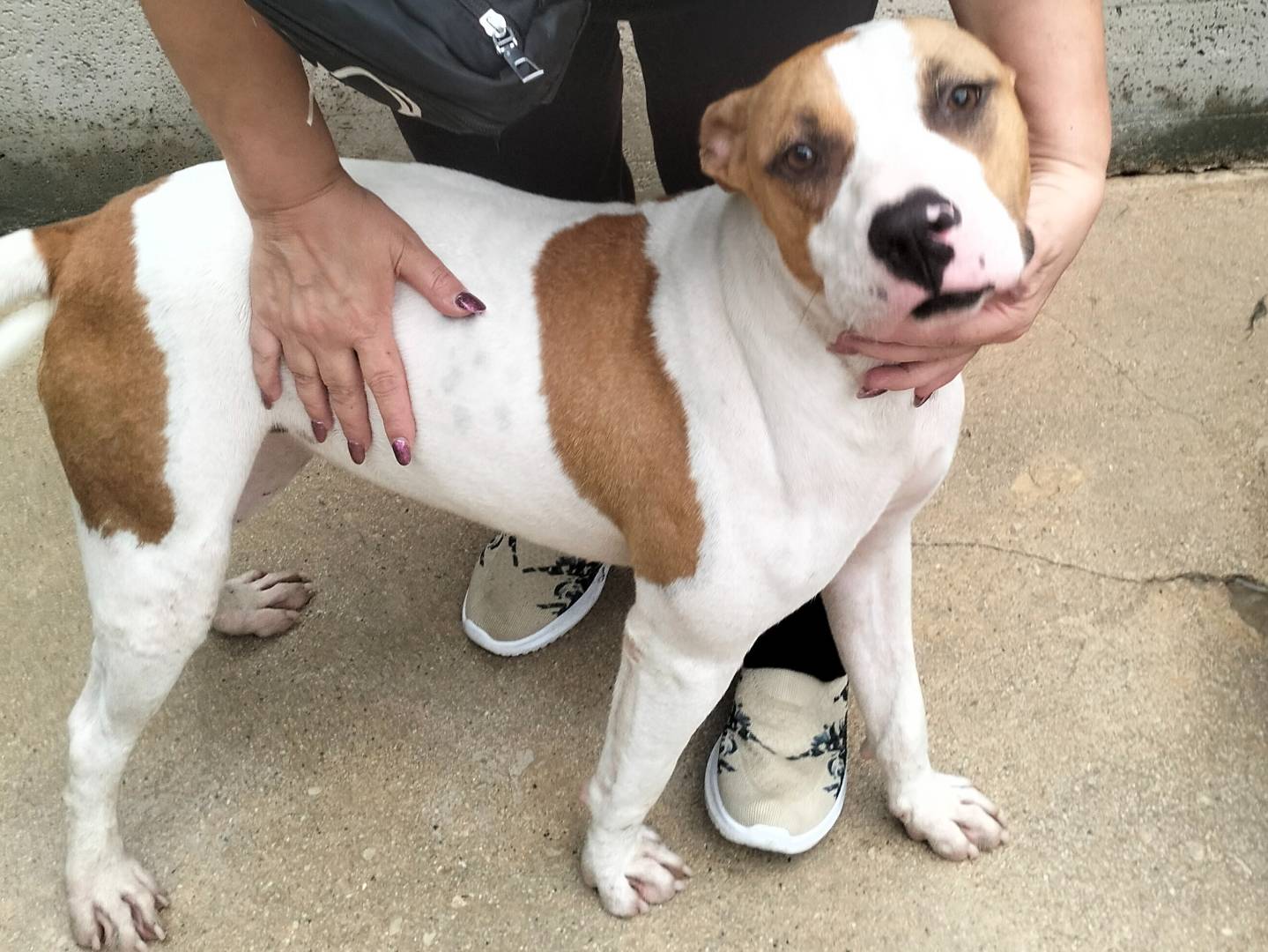 Vuoi adottare un cane a Frosinone?