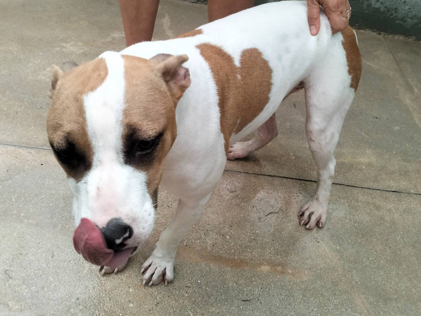 Adotta il cane Dea a Frosinone