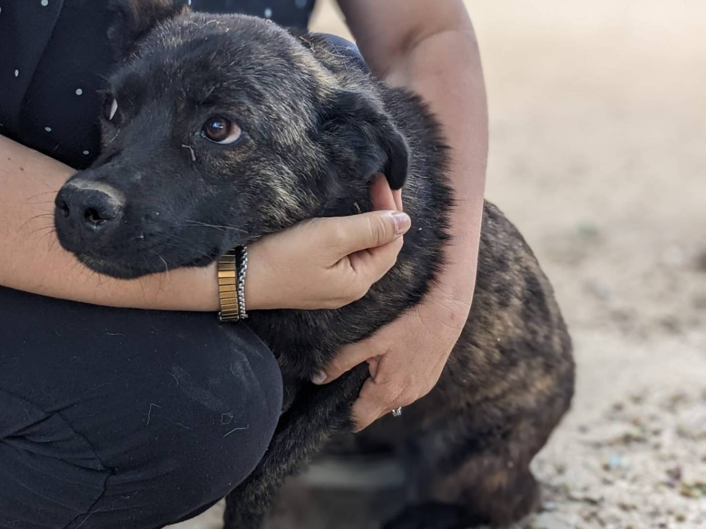 Adozione cane, femmina, Razza sconosciuta Razza sconosciuta, 1 anno e 2 mesi, taglia media contenuta, Caserta