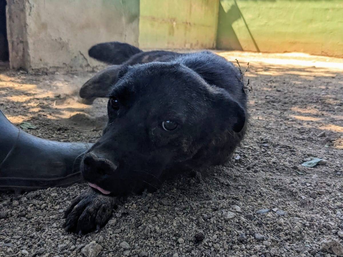 Adotta un cane, femmina, 1 anno e 2 mesi, Caserta