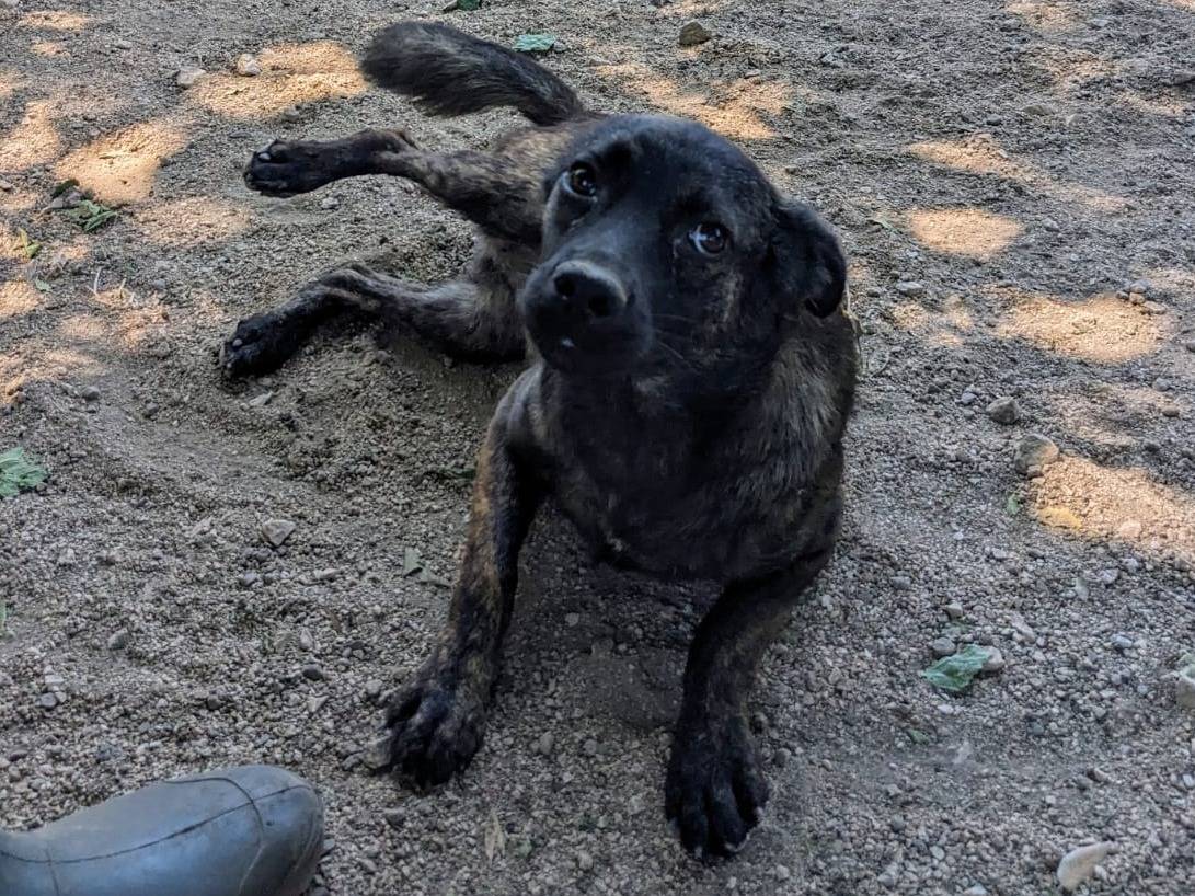 Adotta un cane, taglia media contenuta, femmina, Caserta