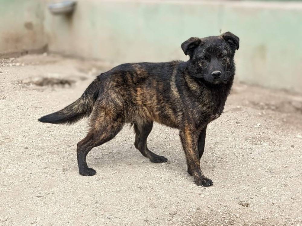 Vuoi adottare un cane a Caserta?