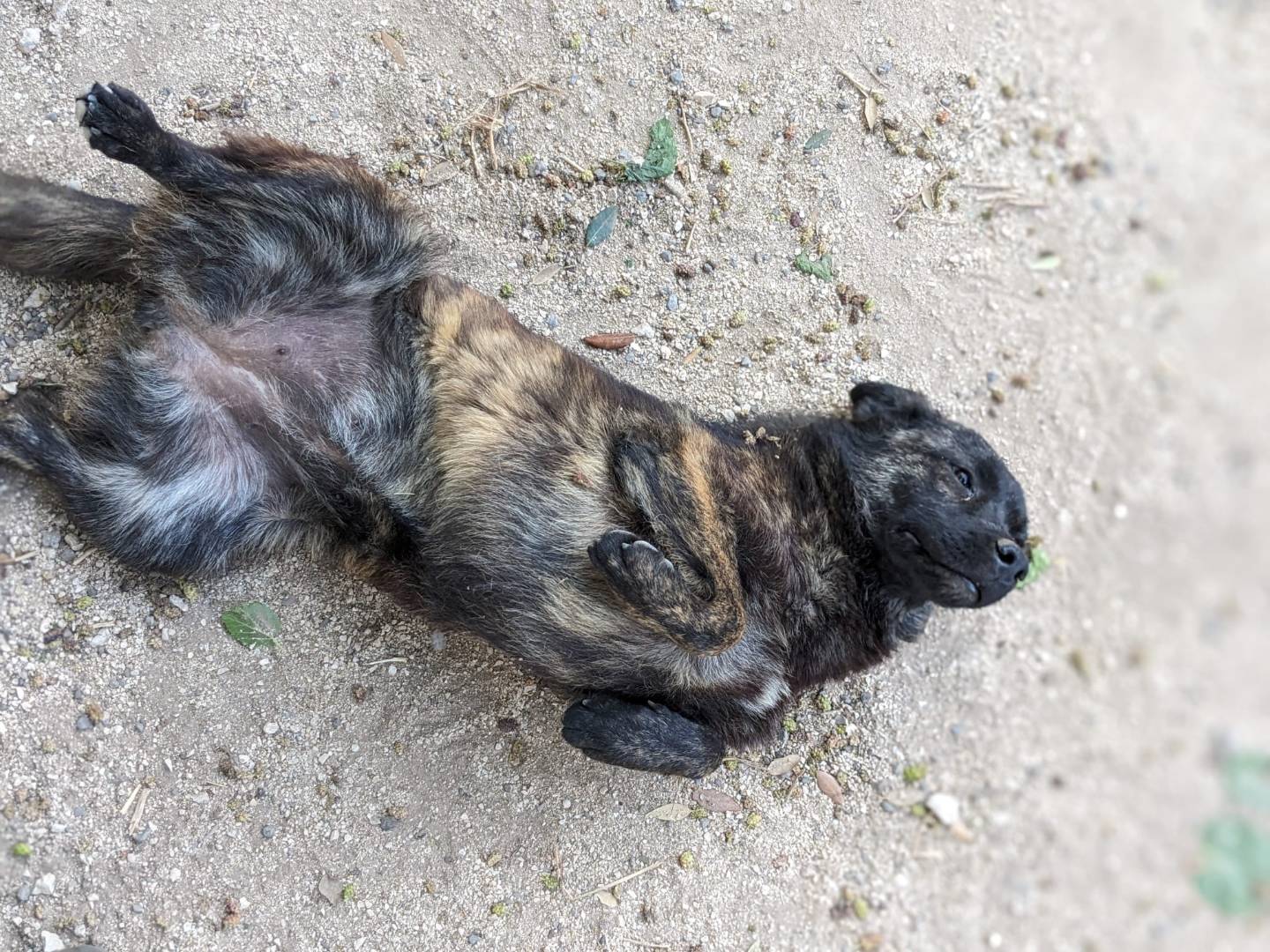 Adotta il cane FIONA a Caserta