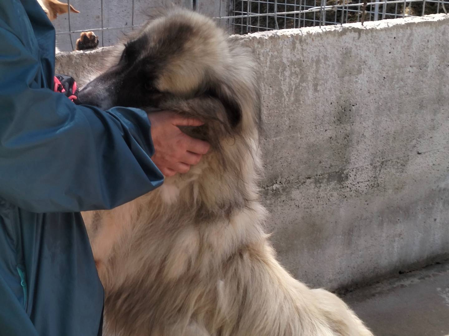 Vuoi adottare un cane a Frosinone?