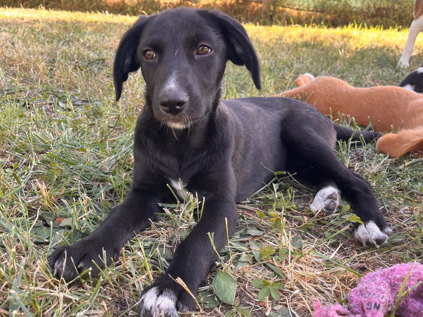 Adozione cane, femmina, Razza sconosciuta Razza sconosciuta, 3 mesi, taglia media, Salerno