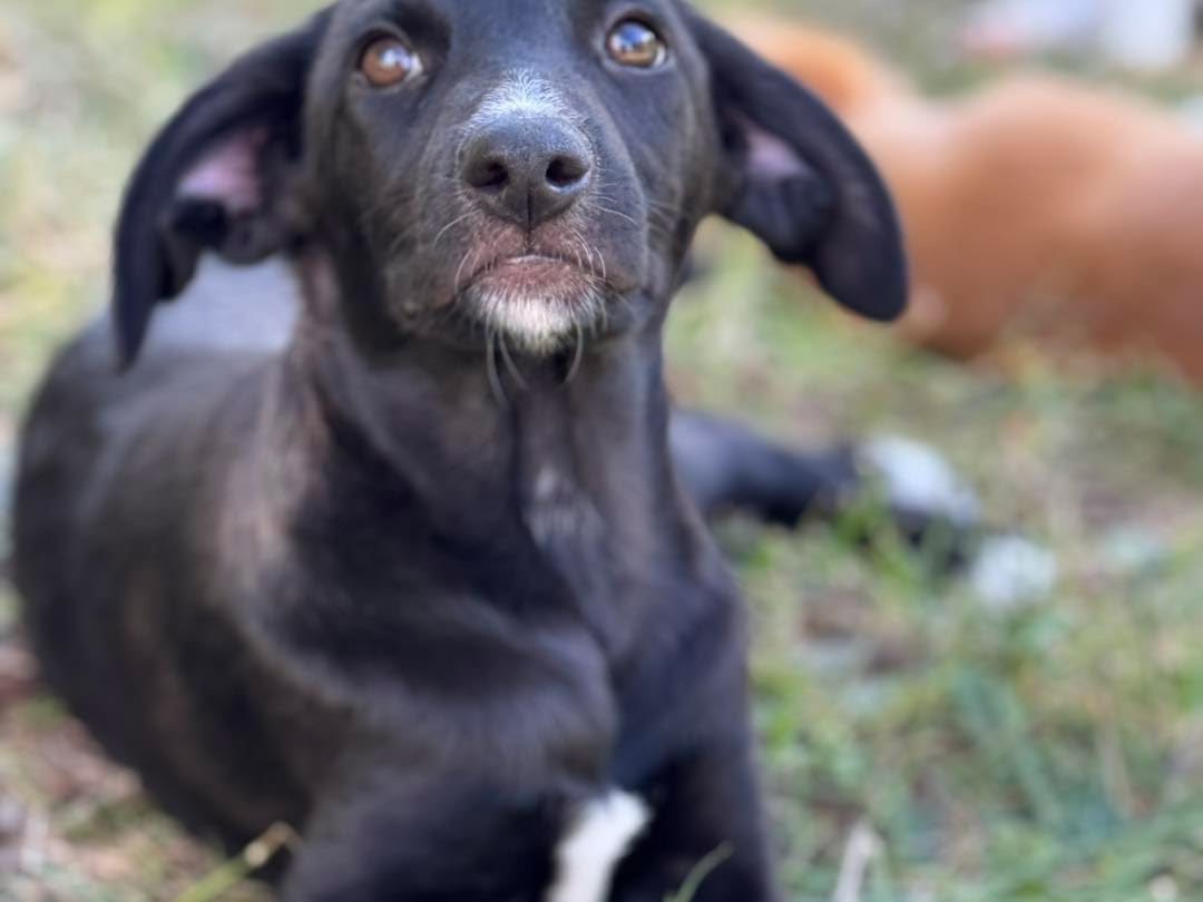 Adotta un cane, femmina, 3 mesi, Salerno