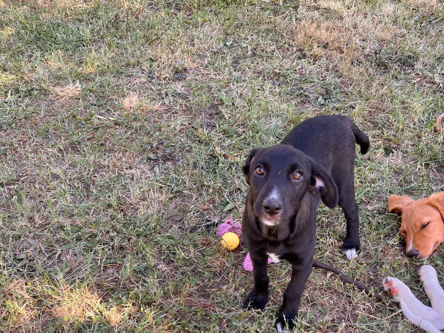 Adotta un cane, taglia media, femmina, Salerno