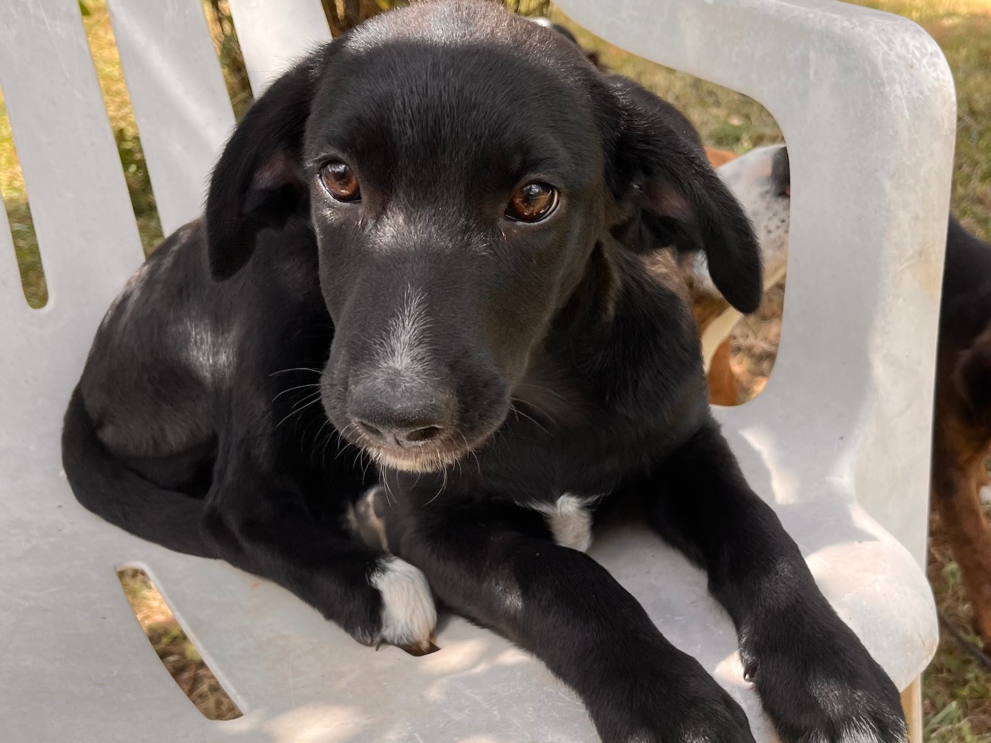 Vuoi adottare un cane a Salerno?
