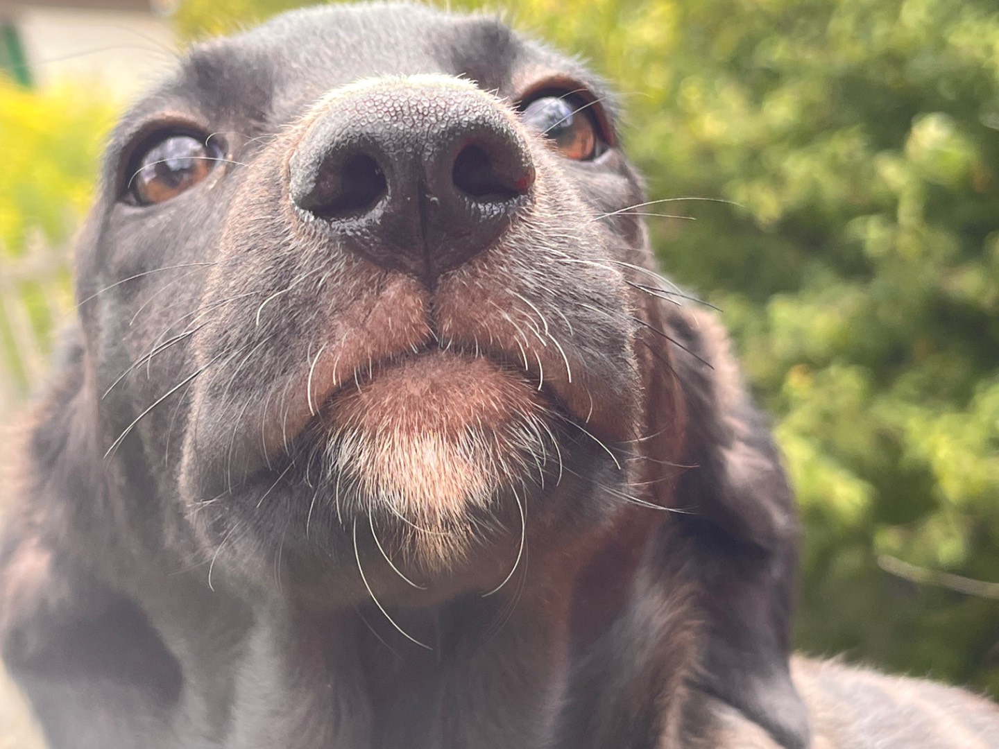 Adotta il cane Alice a Salerno