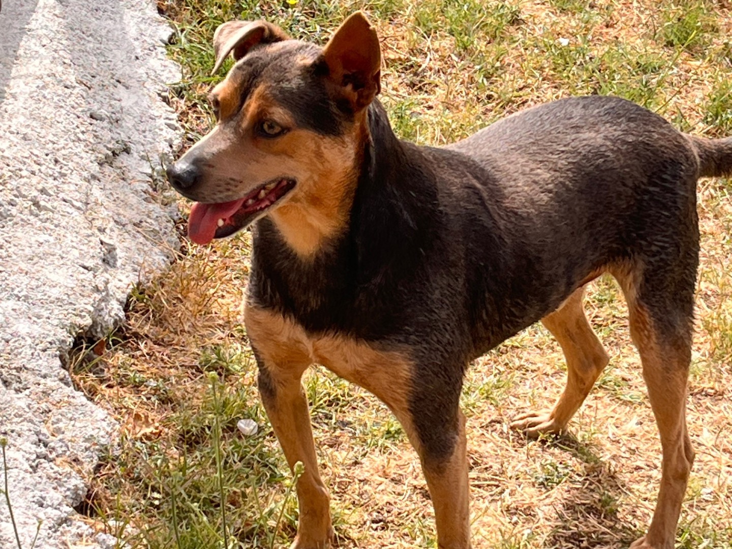 Adotta un cane, maschio, 3 anni e 2 mesi, Salerno